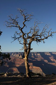 Grand Canyon dead tree in golden hour by Wijgert IJlst