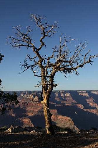 Arbre mort du Grand Canyon à l'heure dorée sur Wijgert IJlst