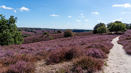 Purple heather on the Posbank by Riëtta Veldhuis Fotografie