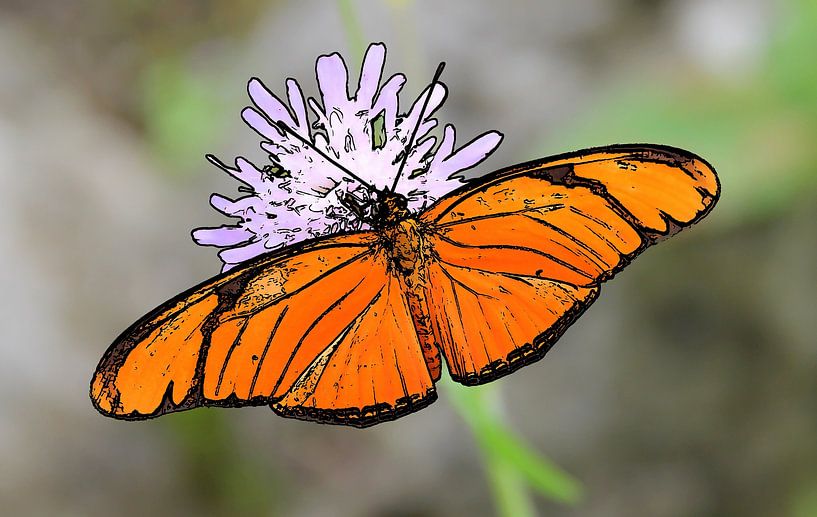 Orange passionflower butterfly by Jose Lok