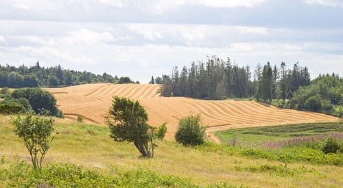 Landschap in Denemarken