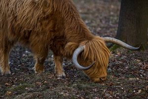 Grazers Veluwe