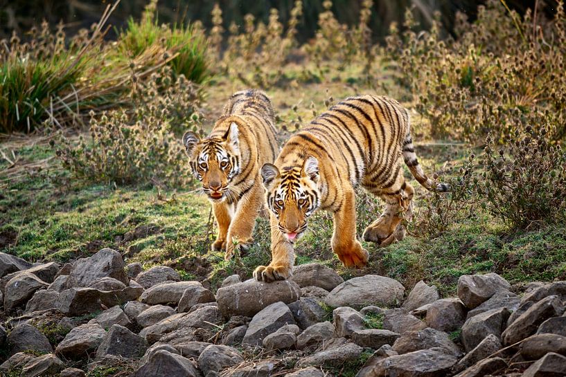 deux jeunes tigres indiens par Jürgen Ritterbach