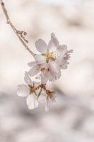 fleur douce