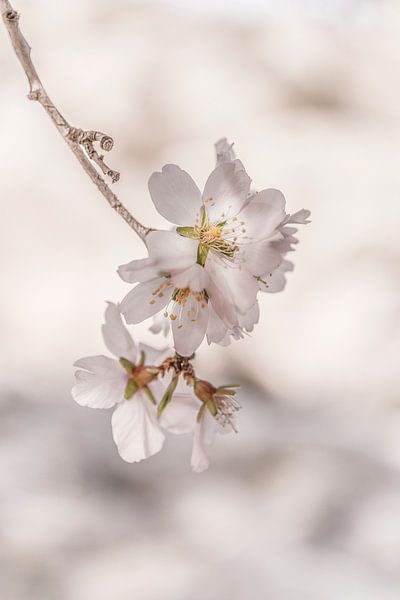 fleur douce par petra van zanten