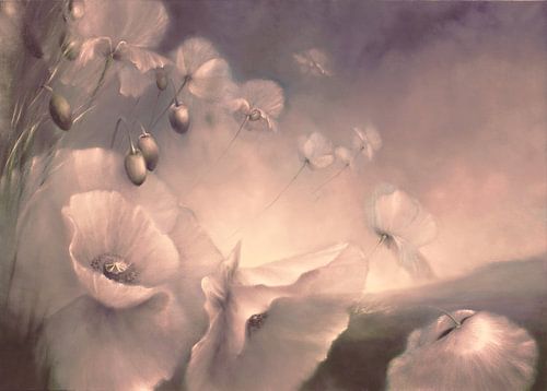 Fleeting - white poppies