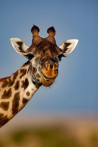 kauende Giraffe von Peter Michel