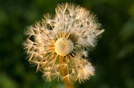 uitgebloeide paardenbloem van Petra Vastenburg thumbnail