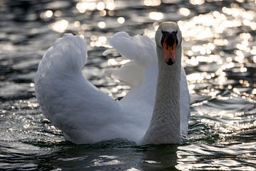 Schwan beim Posen