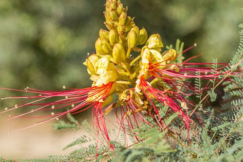 Bird of paradise bush by Wijbe Visser