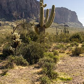Lost Dutchman State Park in Arizona. von Janny Beimers