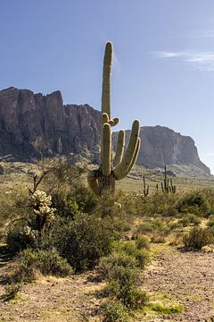 Lost Dutchman State Park in Arizona. van Janny Beimers