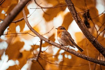 Robin on a branch by Auke Hamers