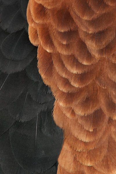 Das Federkleid eines Gauklers von Ronald Pol