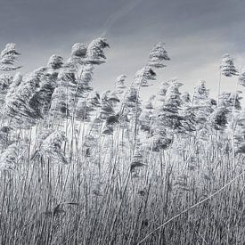 Reed plumes Ooijpolder by Enrico Veneziano