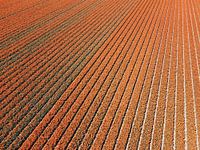 Orange sea of bulbs