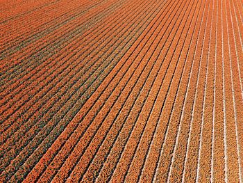 Orangefarbenes Meer von Zwiebeln