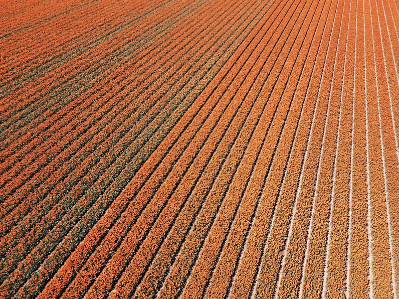 Orangefarbenes Meer von Zwiebeln von Nico van Maaswaal