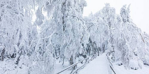 Panoramapad door de Wildseemoor in het Zwarte Woud