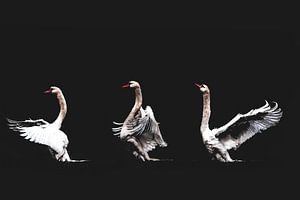 Swan Dance color van Foto Studio Labie