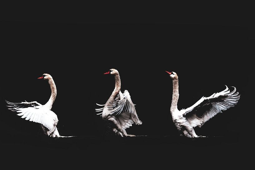 Swan Dance color by Foto Studio Labie