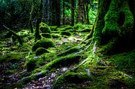 Wald, Killarney National Park, Irland von Colin van der Bel Miniaturansicht