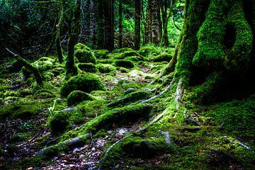 Forêt, Parc national de Killarney, Irlande sur Colin van der Bel