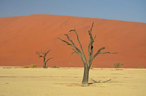 Versteende bomen in Dodevlei (Deadvlei)