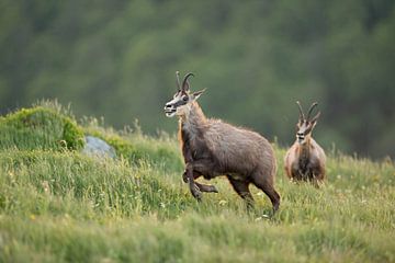 Chamois ( Rupicapra rupicapra ) two adult bucks, rivals, chasing each other over a mountain meadow,  by wunderbare Erde