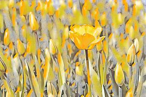 Gele tulp alleen in bloei