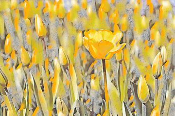 Gele tulp alleen in bloei van Marly De Kok