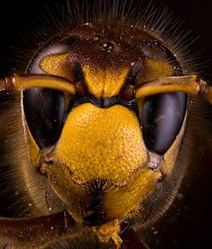 Horned head by Elbert-Jan Achterberg