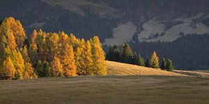 Licht fällt auf die Bäume im Tal