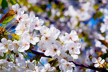 White sakura blossoms against blue sky by Ivonne Fuhren-van de Kerkhof