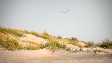 Dunes de Petten aan Zee sous le soleil du soir sur Martijn van Dellen