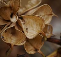seeds