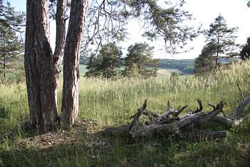 Tree with deadwood in the Rhön in summer