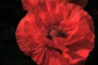 Zarter Mohn
