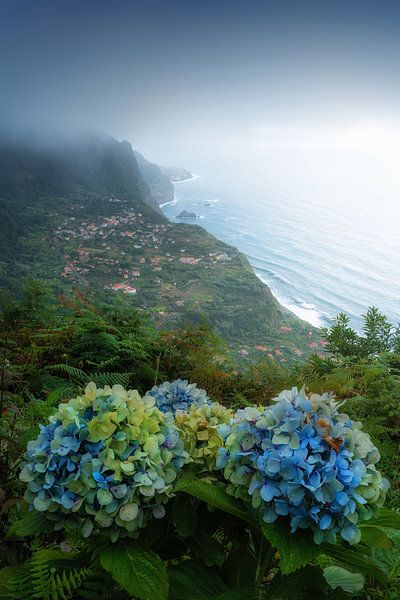 Hydrangea of Madeira by Martin Podt