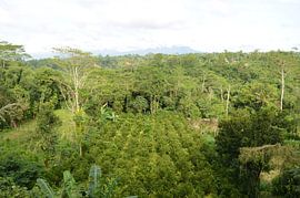 Coffee plants in Bali by Laura