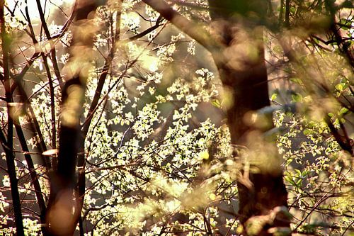 Zonlicht op jong groen in de Lente