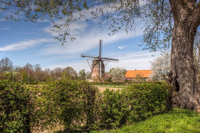 De Torenmolen van Gronsveld tijdens de bloesem von John Kreukniet