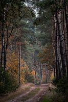 Une forêt d'automne pittoresque sur le mont Holterberg