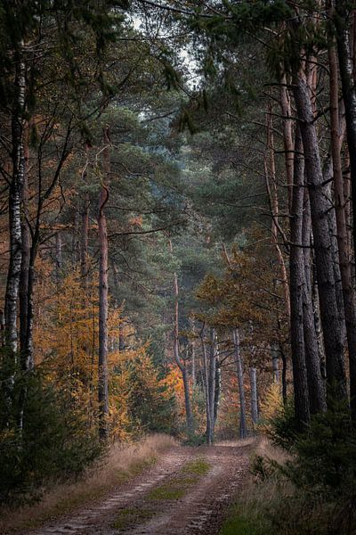 Ein malerischer Herbstwald auf dem Holterberg von Jaimy Leemburg Fotografie