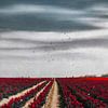 Veld met rode tulpen van Dirk Wüstenhagen