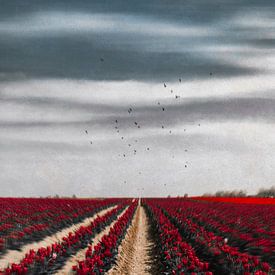 Feld Mit Roten Tulpen von Dirk Wüstenhagen