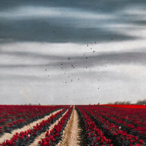 Veld met rode tulpen van Dirk Wüstenhagen