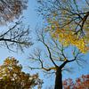 Boomtoppen in de herfst van Ad Jekel