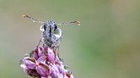 Schmetterling im Tau