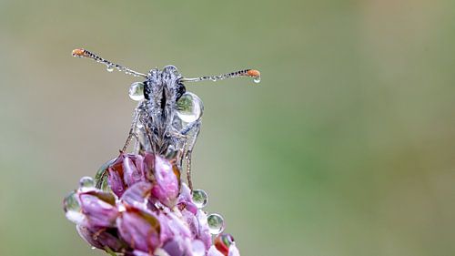 Schmetterling im Tau